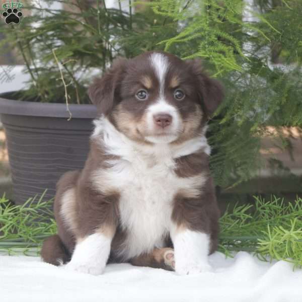 Summer, Miniature Australian Shepherd Puppy